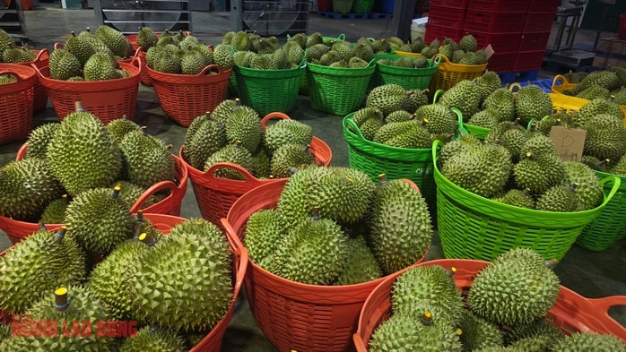 Giá sầu riêng tiếp tục giảm mạnh nông dân lo lắng thua lỗ - Ảnh 2. Giá sầu riêng tiếp tục giảm mạnh nông dân lo lắng thua lỗ - Ảnh 2.