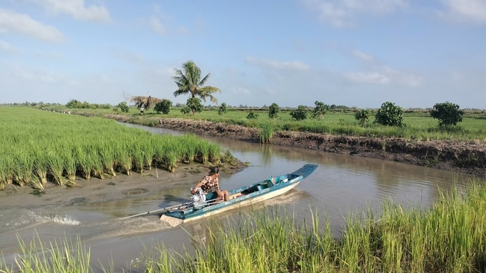 VIDEO: Nông dân miền Tây quậy bùn vần công bắt tôm càng xanh - Ảnh 9.