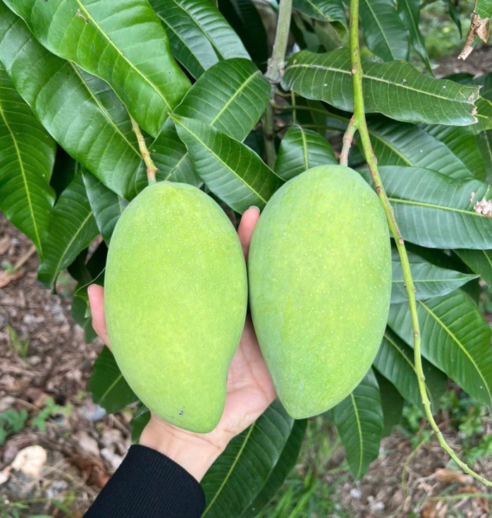 Nhà vườn ở miền Tây không còn xoài cát Hòa Lộc để bán vì "cháy" hàng - Ảnh 1. Nhà vườn ở miền Tây không còn xoài cát Hòa Lộc để bán vì "cháy" hàng - Ảnh 1.