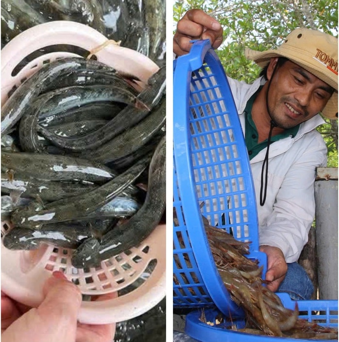 Giá nông thủy sản miền Tây: Cá kèo, tôm đất Cà Mau hút hàng - Ảnh 1.