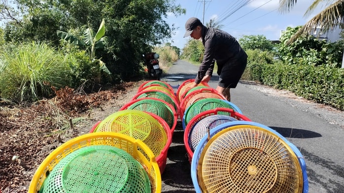 VIDEO: Nông dân miền Tây quậy bùn vần công bắt tôm càng xanh - Ảnh 11.