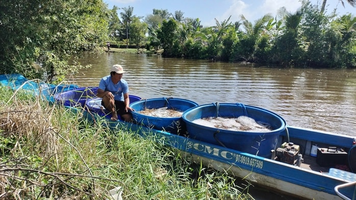 VIDEO: Nông dân miền Tây quậy bùn vần công bắt tôm càng xanh - Ảnh 12.