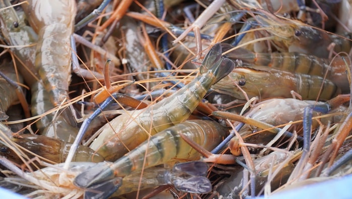 VIDEO: Nông dân miền Tây quậy bùn vần công bắt tôm càng xanh - Ảnh 10.