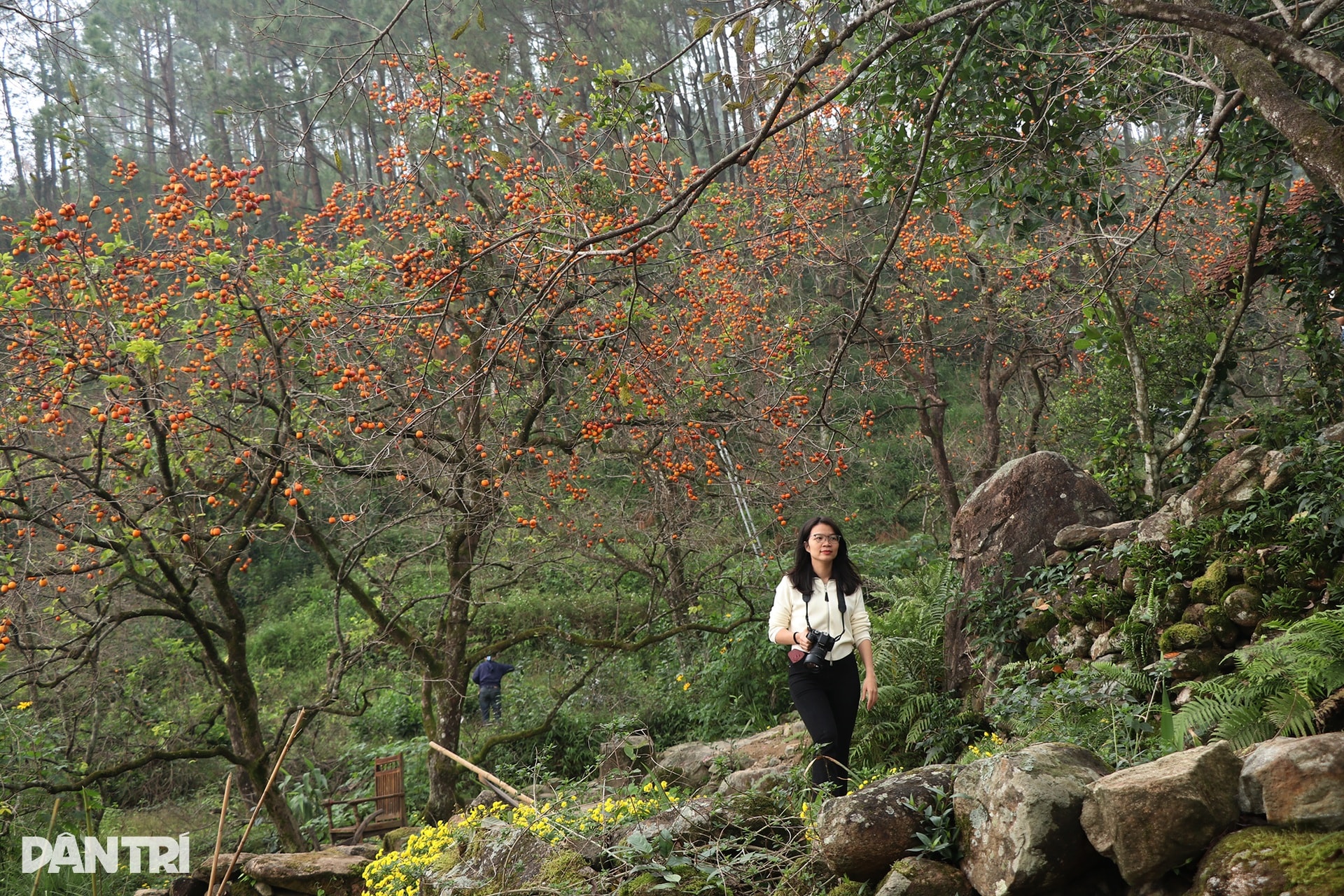 Vẻ đẹp của vườn hồng chín đỏ giữa màn sương mờ ảo ngày đông hút khách - 10