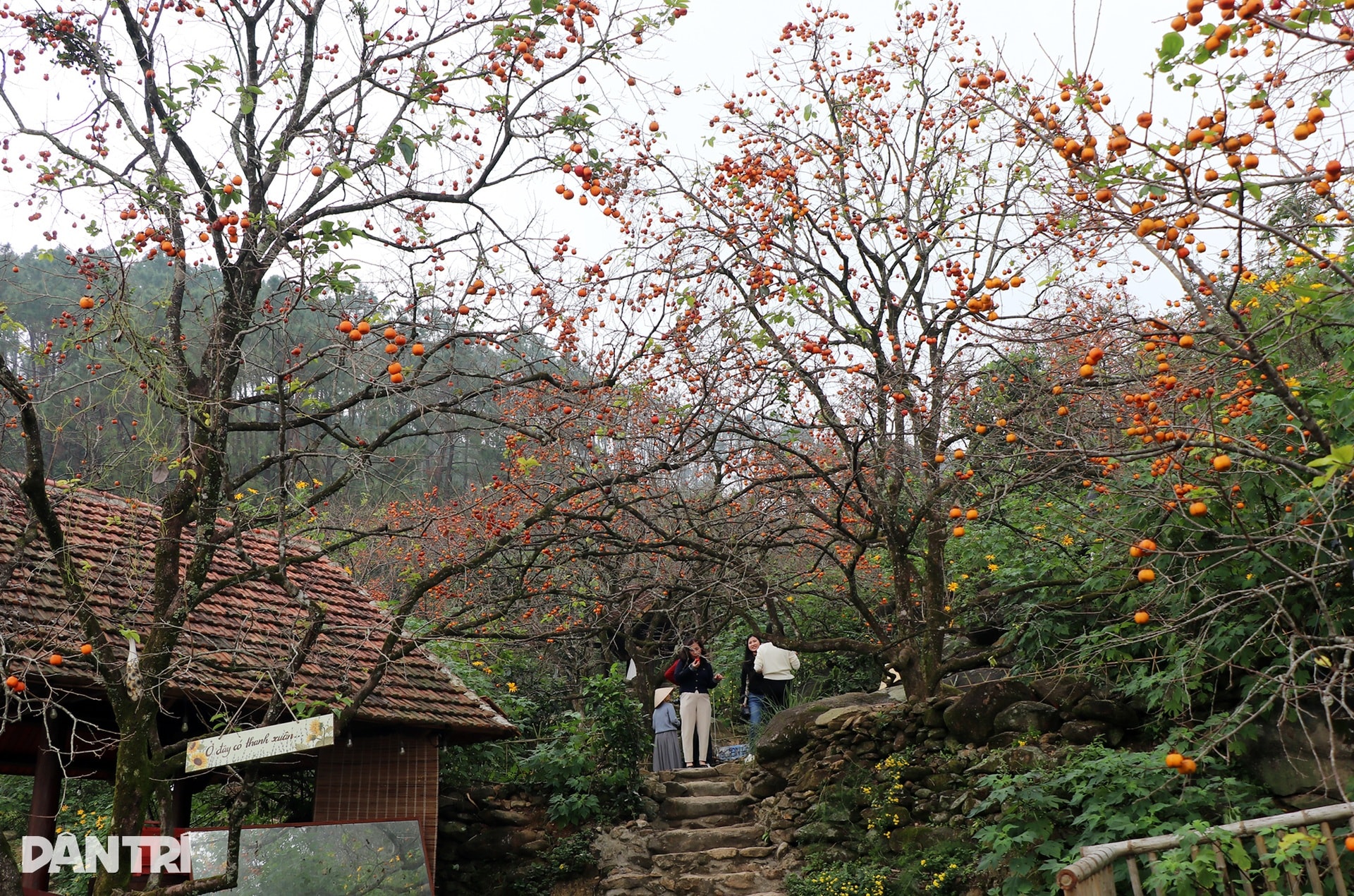 Vẻ đẹp của vườn hồng chín đỏ giữa màn sương mờ ảo ngày đông hút khách - 1