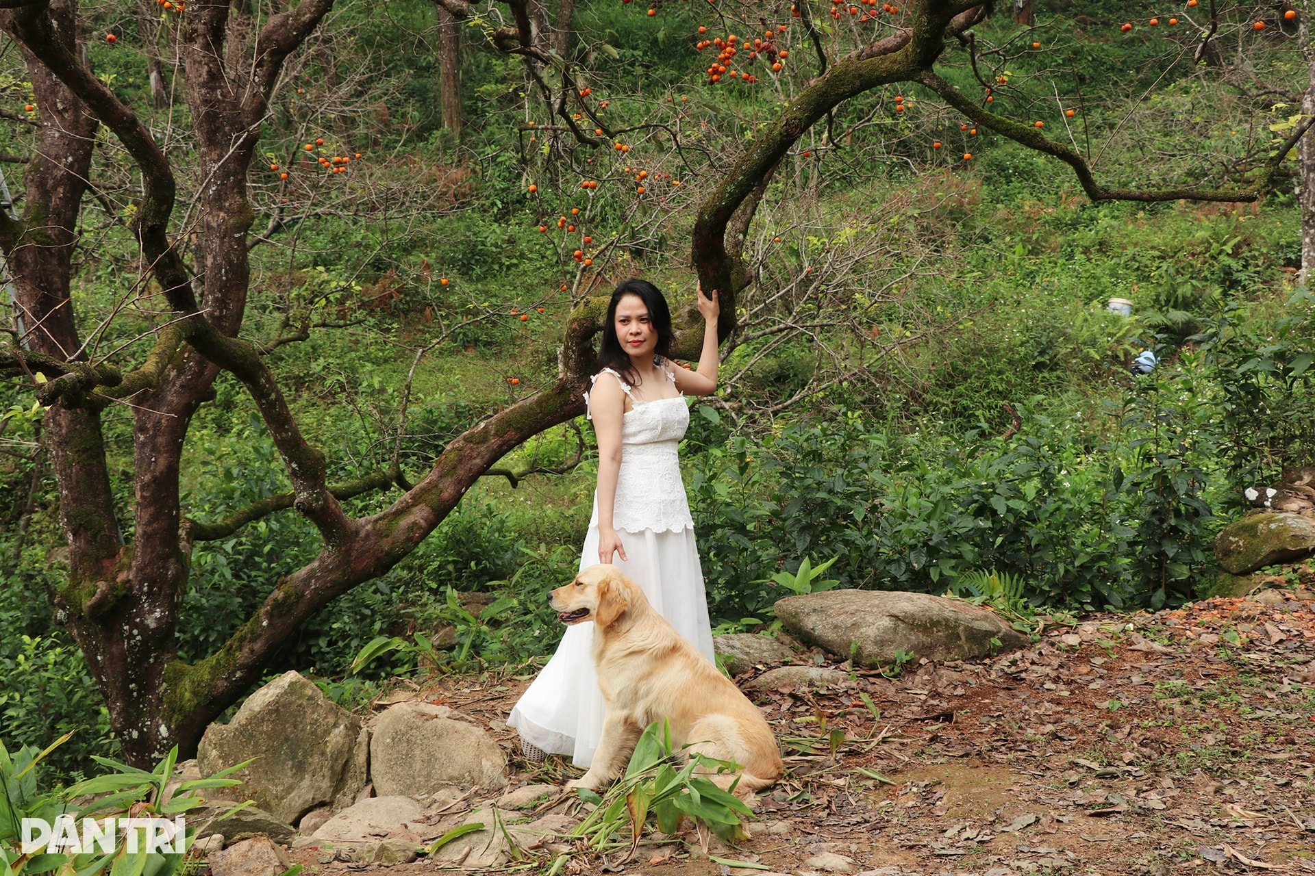 Vẻ đẹp của vườn hồng chín đỏ giữa màn sương mờ ảo ngày đông hút khách - 4