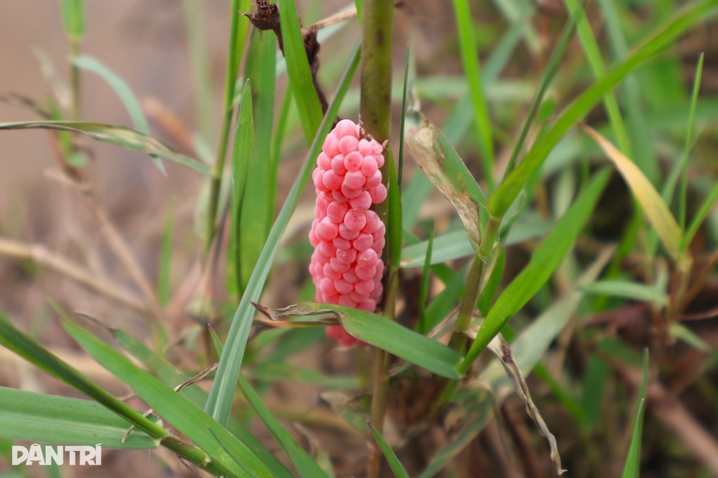 Nông dân thu lợi kép từ việc bắt loại ốc phá hoại mùa màng - 3 Nông dân thu lợi kép từ việc bắt loại ốc phá hoại mùa màng - 3