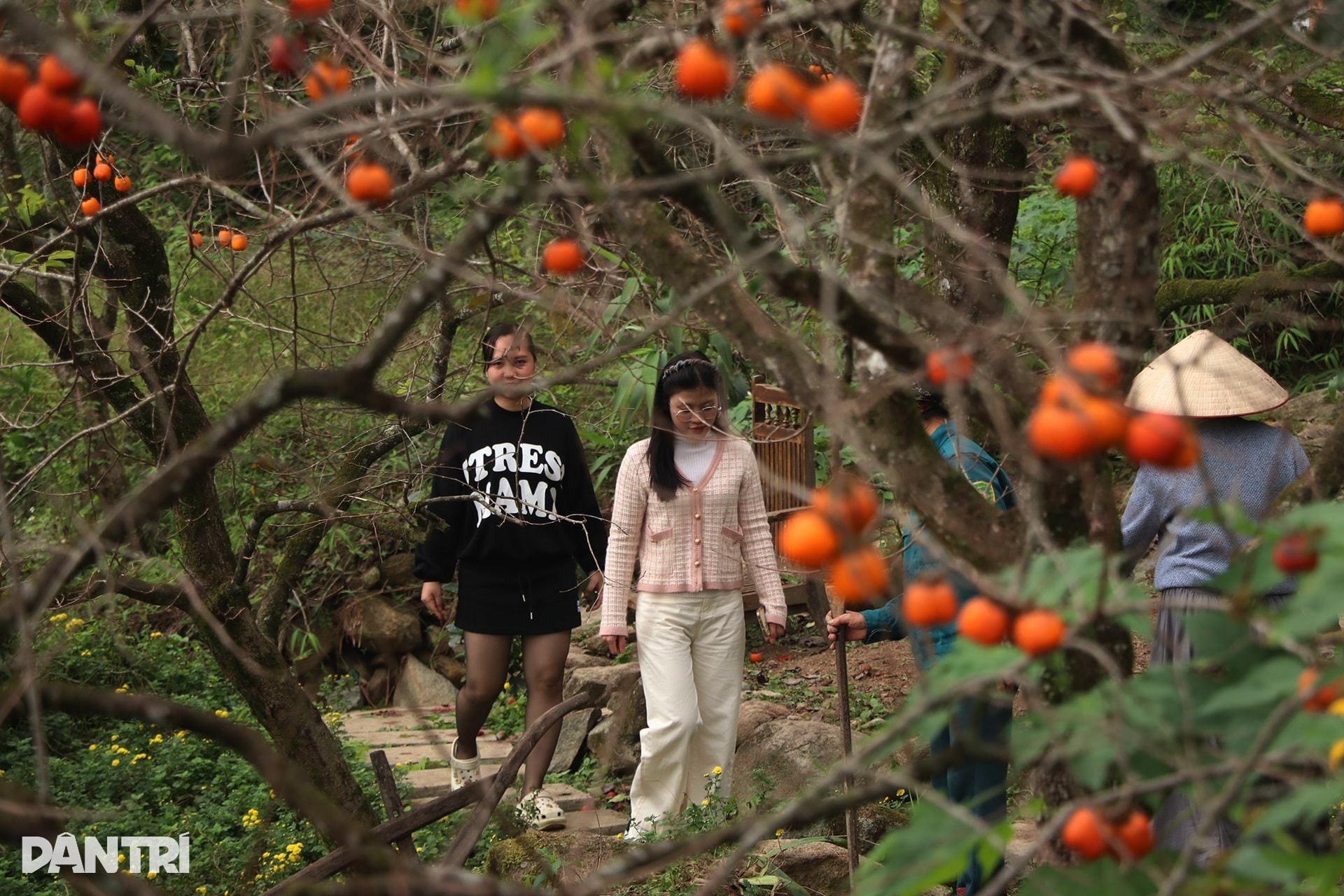 Vẻ đẹp của vườn hồng chín đỏ giữa màn sương mờ ảo ngày đông hút khách - 5