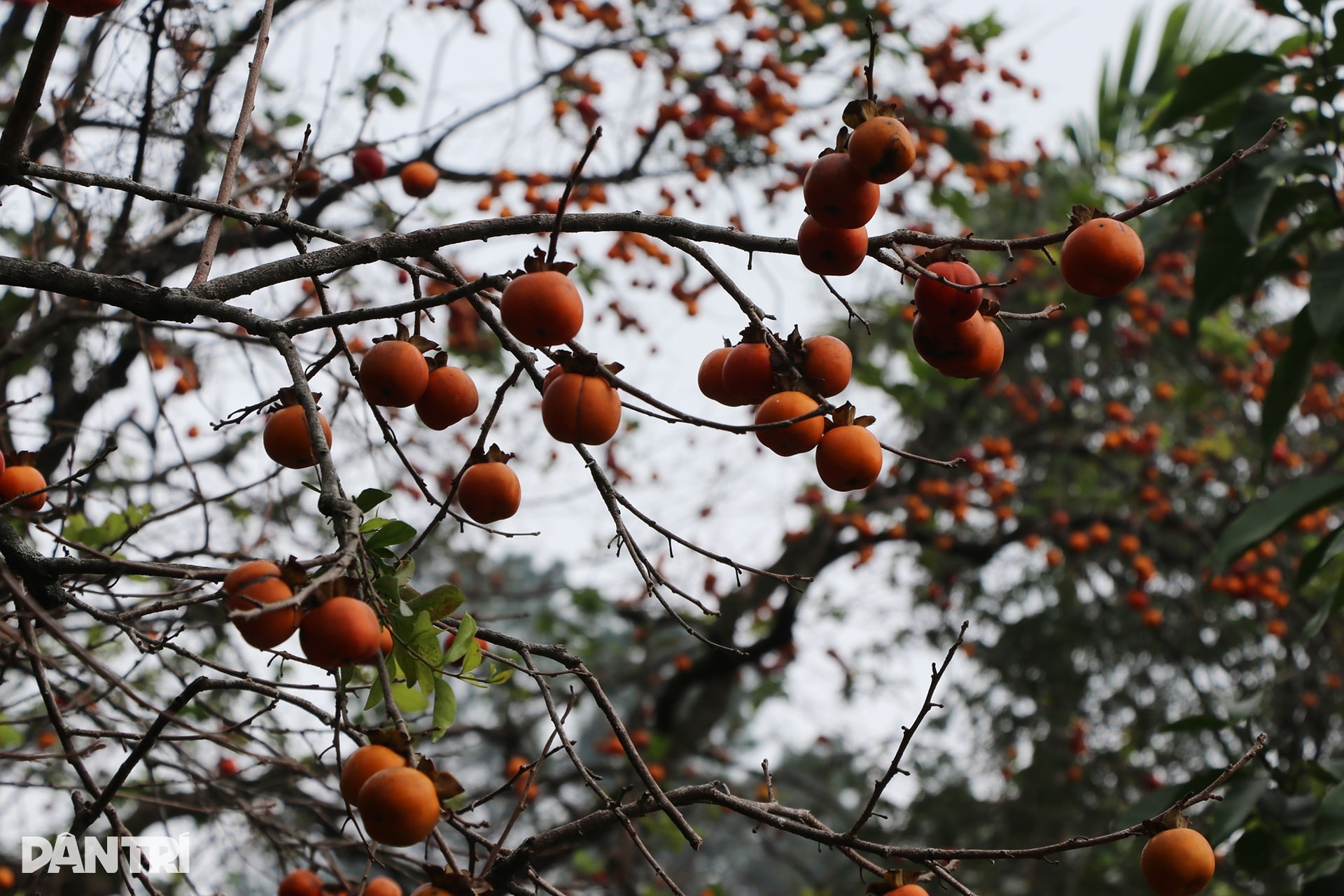 Vẻ đẹp của vườn hồng chín đỏ giữa màn sương mờ ảo ngày đông hút khách - 2