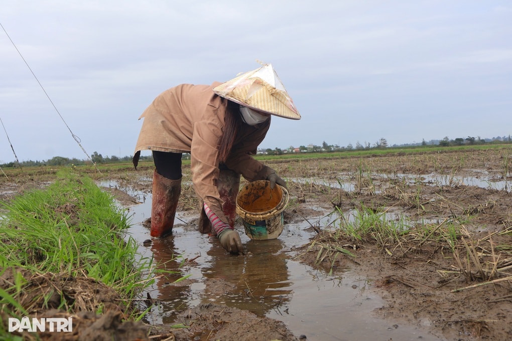 Nông dân thu lợi kép từ việc bắt loại ốc phá hoại mùa màng - 1 Nông dân thu lợi kép từ việc bắt loại ốc phá hoại mùa màng - 1