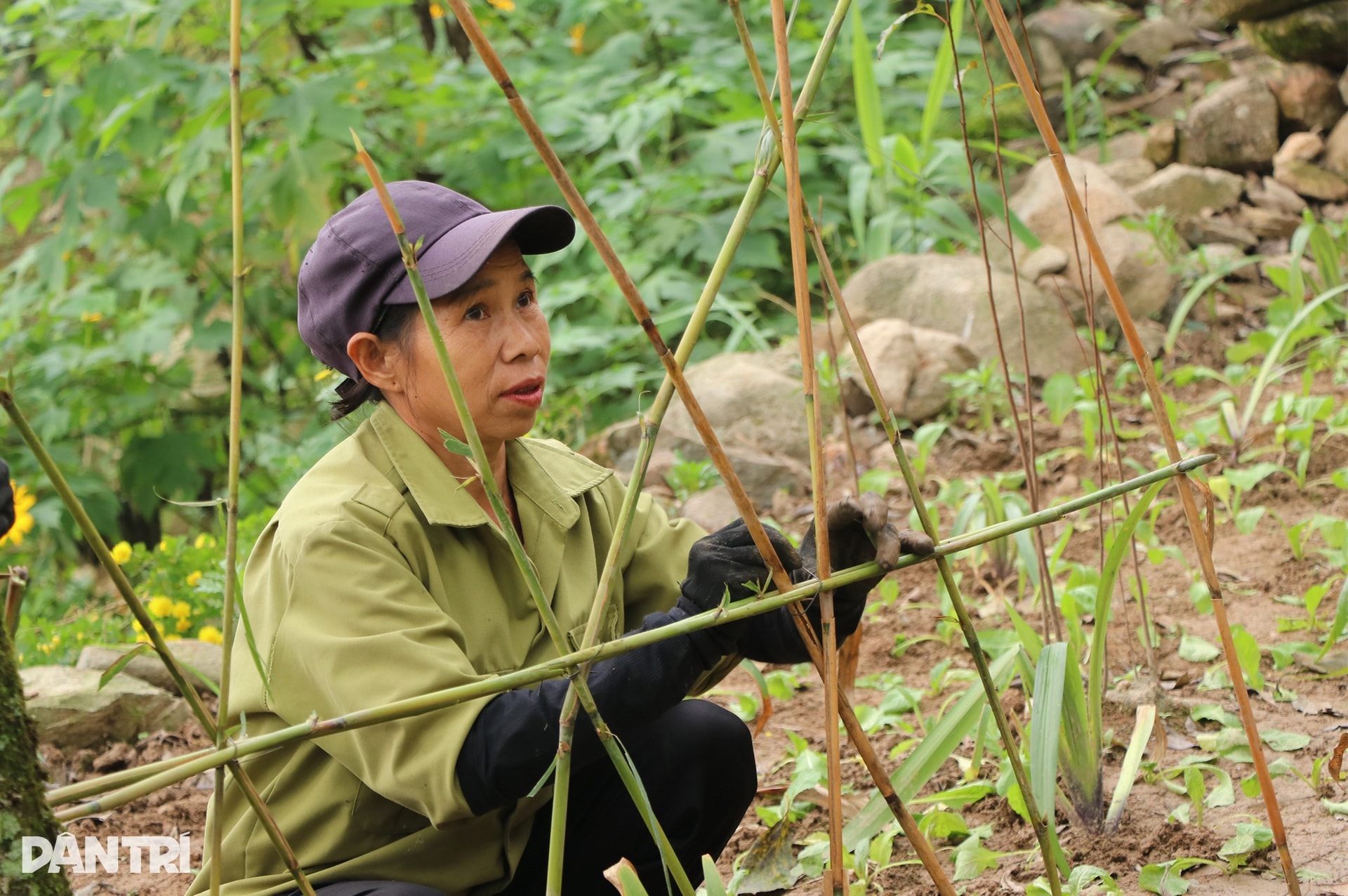 Vẻ đẹp của vườn hồng chín đỏ giữa màn sương mờ ảo ngày đông hút khách - 7