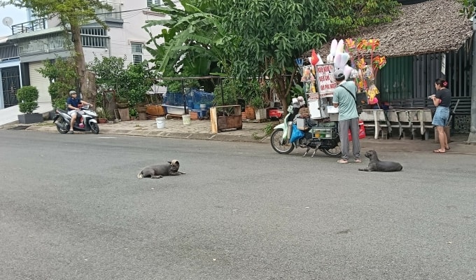 Chó thả rông gây cản trở giao thông, nguy hiểm cho người đi đường, phóng uế bừa bãi ảnh hưởng môi trường sống của người dân. Ảnh: Hoàng Dương