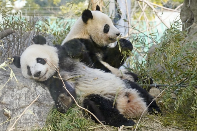 Cặp gấu trúc Lei Lei và Xiao Xiao tại vườn thú Ueno, Tokyo, hồi tháng 3/2023. Ảnh: Reuters