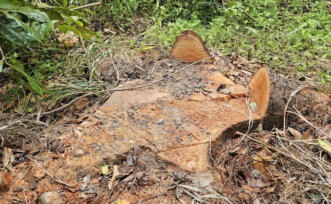 Một gốc cây xà cừ trong Công viên văn hóa Hồ Nước Ngọt bị đốn hạ. Ảnh: Đức Nguyễn