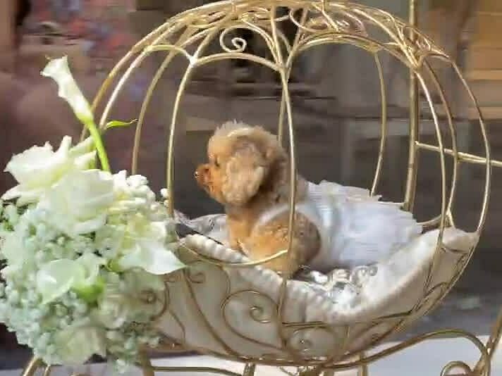 Vợ chồng Tiên Nguyễn mang chó cưng lên lễ đường đám cưới