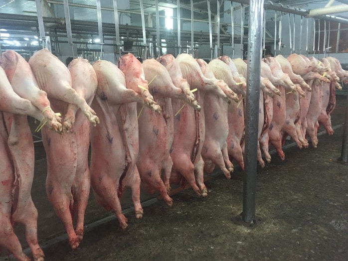 Giá heo hơi hôm nay 15 - 12: Thay đổi giá từ hộ nhỏ lẻ và công ty lớn - Ảnh 1.