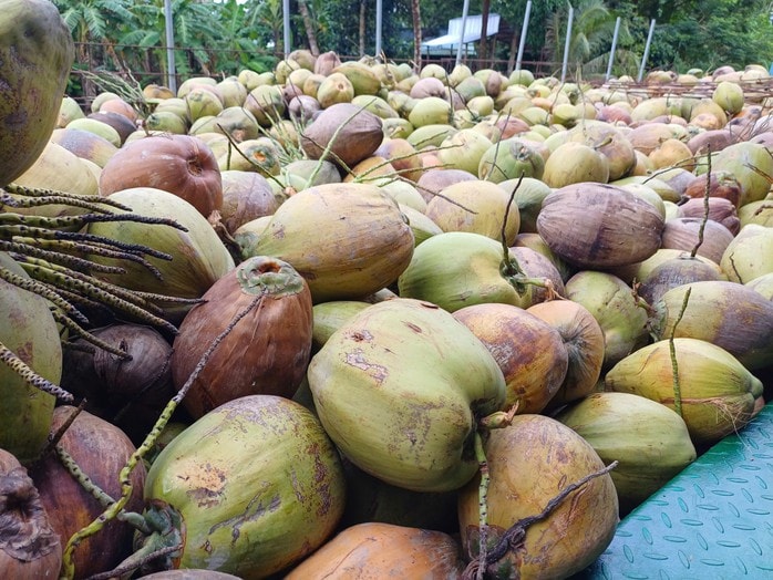 Giá dừa khô giảm mạnh: Từ kỷ lục đến thực trạng thị trường hiện nay - Ảnh 2. Giá dừa khô giảm mạnh: Từ kỷ lục đến thực trạng thị trường hiện nay - Ảnh 2.