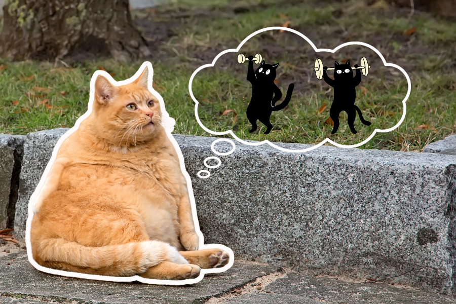 Thuốc giảm cân cho mèo béo đã xuất hiện