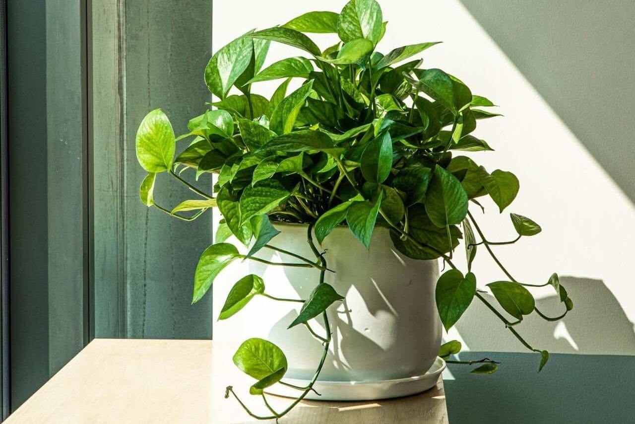 (Ảnh: Cây Ba Miền)