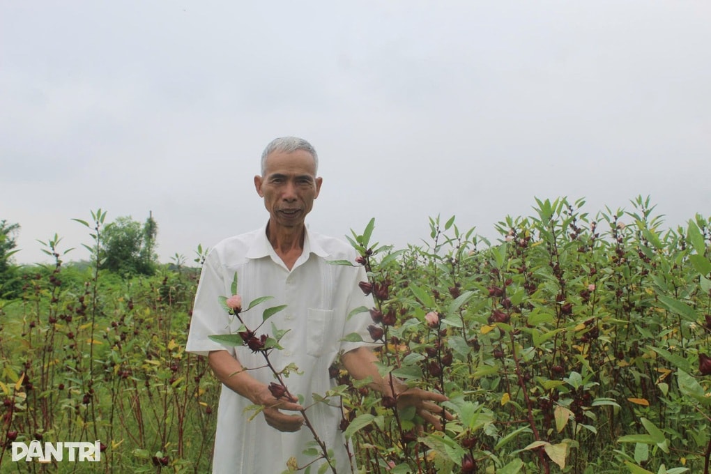 Nguyên cán bộ tòa án chưa muốn nghỉ hưu, kiếm vài trăm triệu đồng mỗi năm - 1