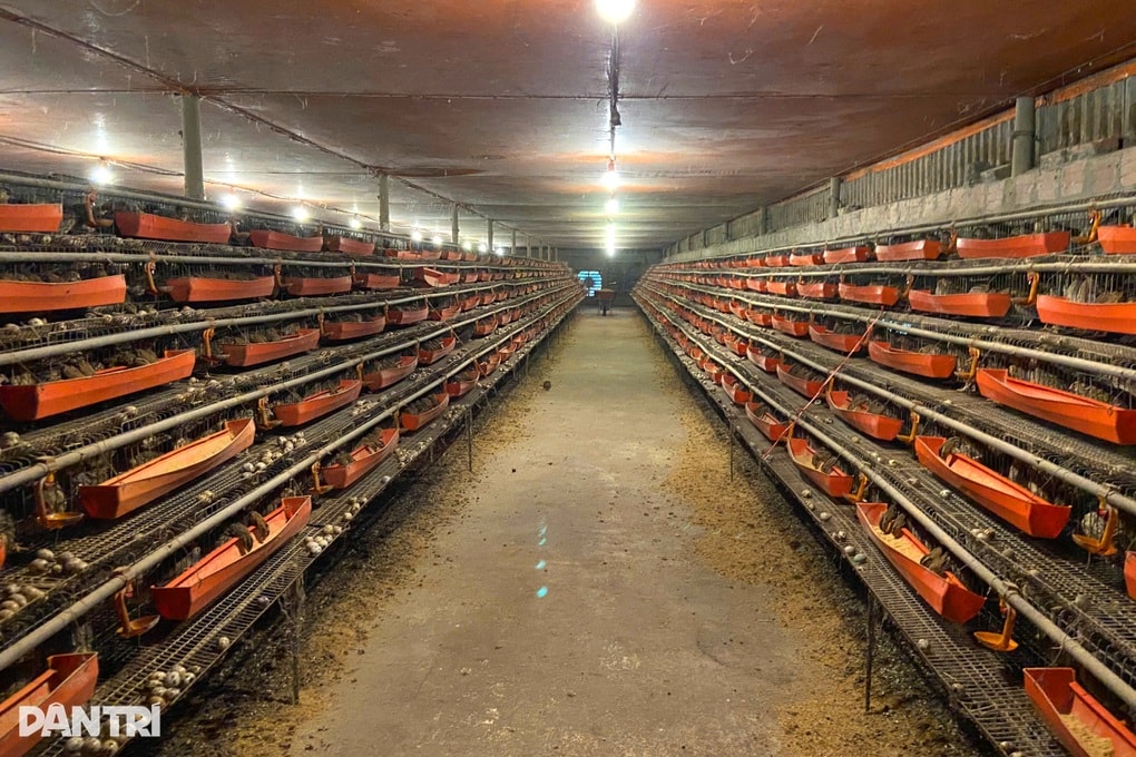 Bỏ việc nhà nước về nuôi chim, chàng trai thành triệu phú - 3 Bỏ việc nhà nước về nuôi chim, chàng trai thành triệu phú - 3