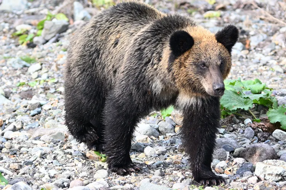 Đồng hồ hé lộ phút cuối đời ám ảnh của người bị gấu kéo vào rừng cắn chết - 1