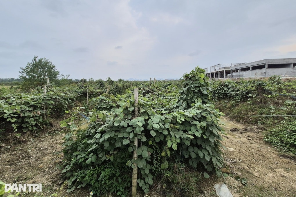 Nguyên cán bộ tòa án chưa muốn nghỉ hưu, kiếm vài trăm triệu đồng mỗi năm - 2