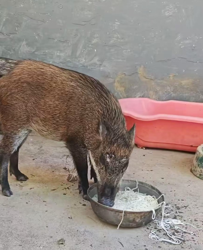 Mì sợi được cho ăn những lần đầu tới nhà anh Lou, ở Quảng Châu. Ảnh: Jimu news