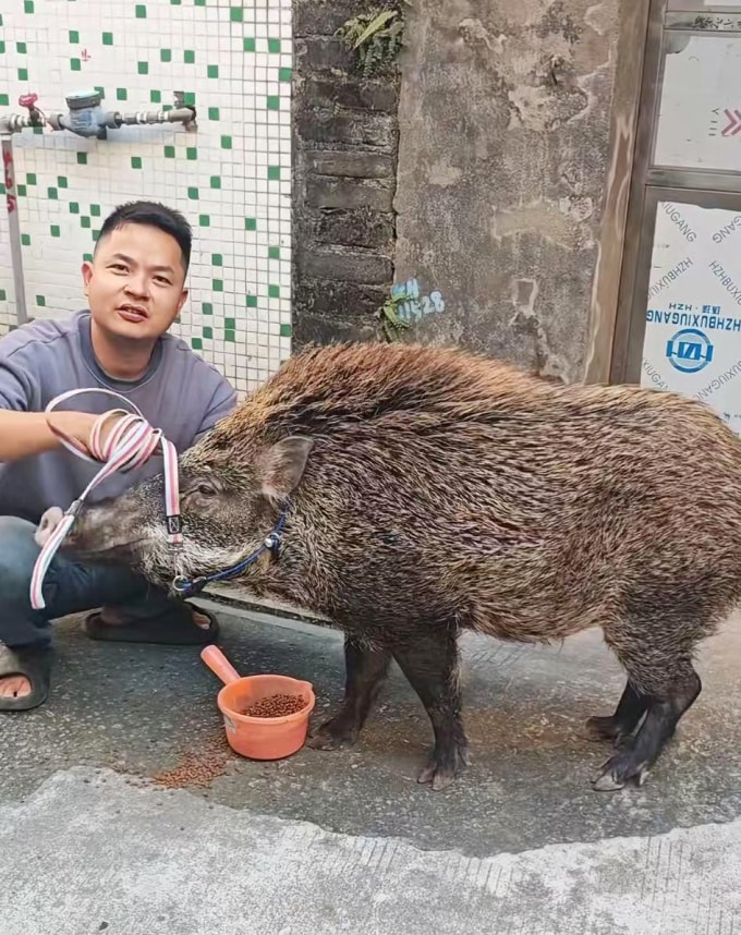 Anh Lou và chú lợn rừng ngày nay. Ảnh: Jimu news