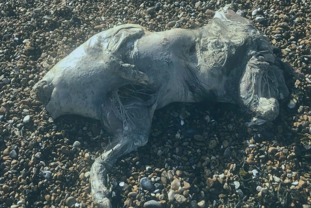 Phát hiện xác sinh vật lạ trên bãi biển, da óng ánh như ngọc trai gây sốc - Ảnh 1. Phát hiện xác sinh vật lạ trên bãi biển, da óng ánh như ngọc trai gây sốc - Ảnh 1.