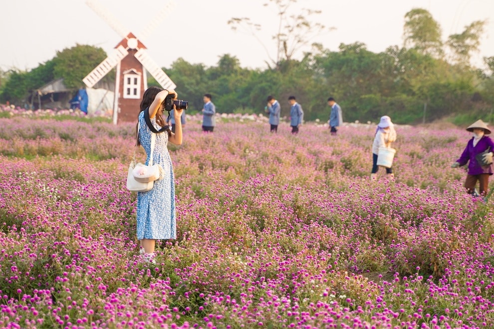 Vườn hoa bách nhật nở rộ đẹp như trời Âu ở Hà Nội - 4 Vườn hoa bách nhật nở rộ đẹp như trời Âu ở Hà Nội - 4