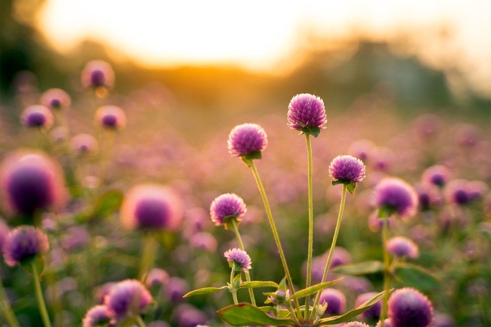 Vườn hoa bách nhật nở rộ đẹp như trời Âu ở Hà Nội - 2 Vườn hoa bách nhật nở rộ đẹp như trời Âu ở Hà Nội - 2