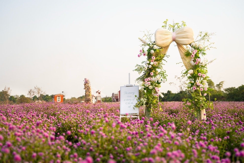 Vườn hoa bách nhật nở rộ đẹp như trời Âu ở Hà Nội - 3 Vườn hoa bách nhật nở rộ đẹp như trời Âu ở Hà Nội - 3