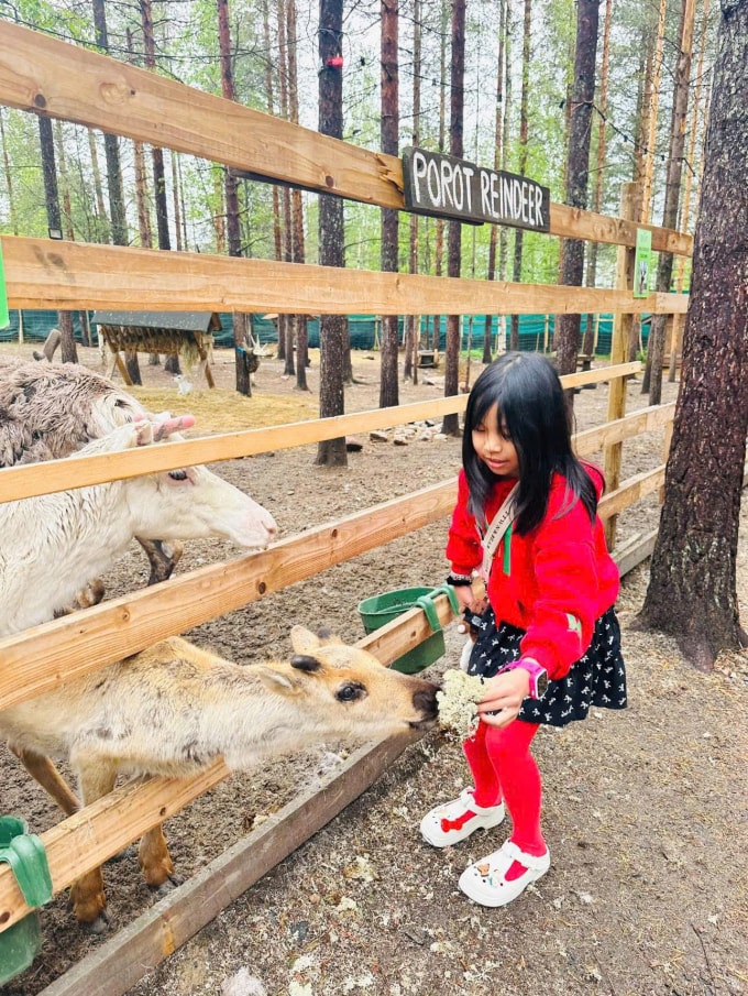Bé Hân Đồng cho tuần lộc ăn trong chuyến thăm Lapland, miền Bắc Phần Lan năm 2025. Ảnh: Gia đình cung cấp