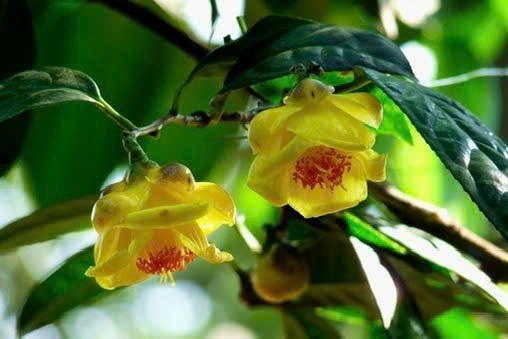 Giống trà hoa vàng ở Ba Chẽ, Đông Triều, Hải Hà có màu vàng ánh kim. Ảnh: NVCC