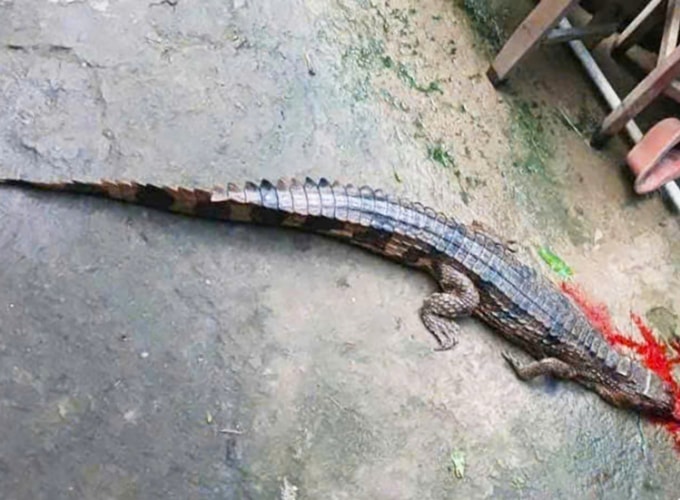 Con cá sấu nuôi nhốt trái phép bị người dân vây bắt, đập chết. Ảnh: Nam An