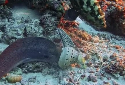 Rợn người cảnh "kẻ săn mồi đấu kẻ săn mồi" dưới đáy biển - Ảnh 1.