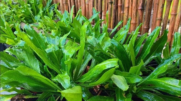 Loại rau rẻ tiền "quét sạch mỡ máu", thu hoach quanh năm, toàn thân đều dùng làm thuốc - Ảnh 1.