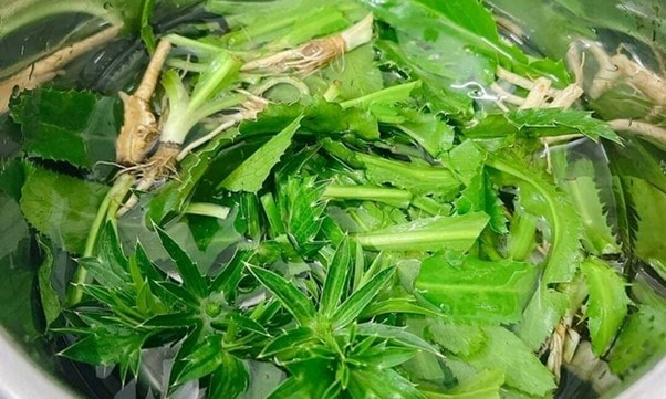 Loại rau rẻ tiền "quét sạch mỡ máu", thu hoach quanh năm, toàn thân đều dùng làm thuốc - Ảnh 2.