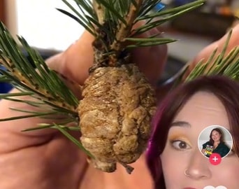 Câu chuyện "rùng mình" khi mang cây thông Noel thật vào nhà mùa Giáng sinh - Ảnh 2.