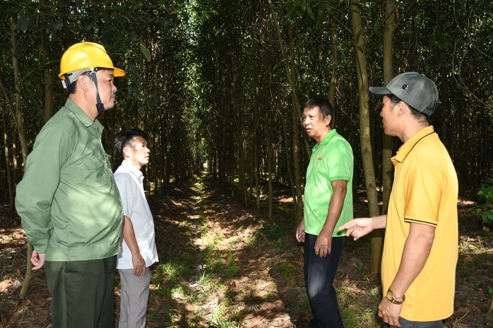 Điểm sáng mô hình trồng rừng chứng chỉ FSC ở Đồng Nai - Ảnh 3.