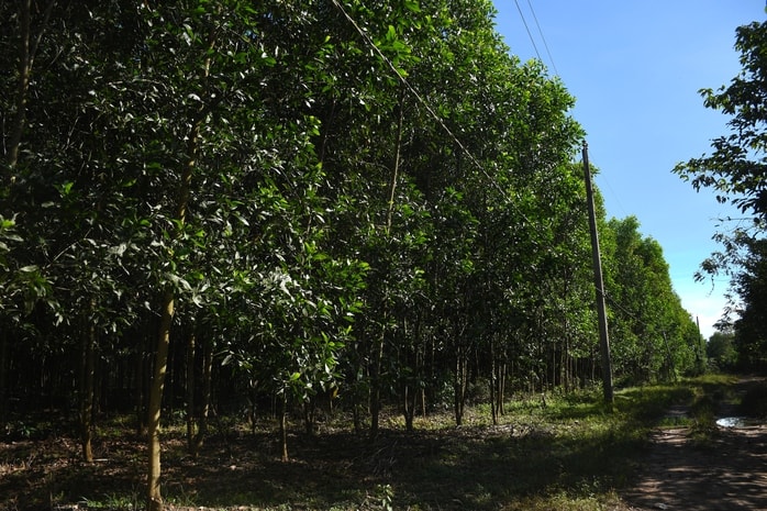 Điểm sáng mô hình trồng rừng chứng chỉ FSC ở Đồng Nai - Ảnh 2.