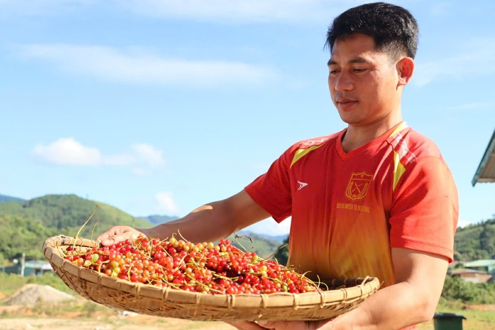 Người dân lên núi săn “hạt ngọc trời”, thu nửa triệu đồng mỗi ngày - 3