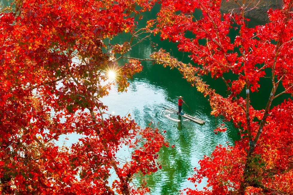 Rừng cây lá đỏ nhuộm màu hồ nhân tạo tại Cao Bằng như ở châu Âu - 3