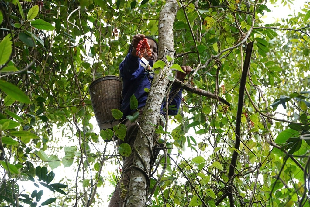 Người dân lên núi săn “hạt ngọc trời”, thu nửa triệu đồng mỗi ngày - 2