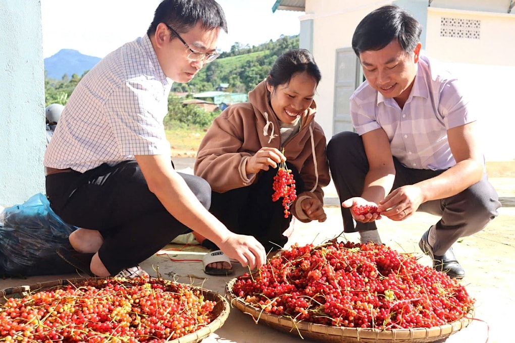 Người dân lên núi săn “hạt ngọc trời”, thu nửa triệu đồng mỗi ngày - 1
