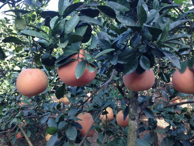 Vườn bưởi được canh tác theo hướng hữu cơ, mỗi cây chỉ khoảng 15-20 trái. Ảnh: Tiến Hải