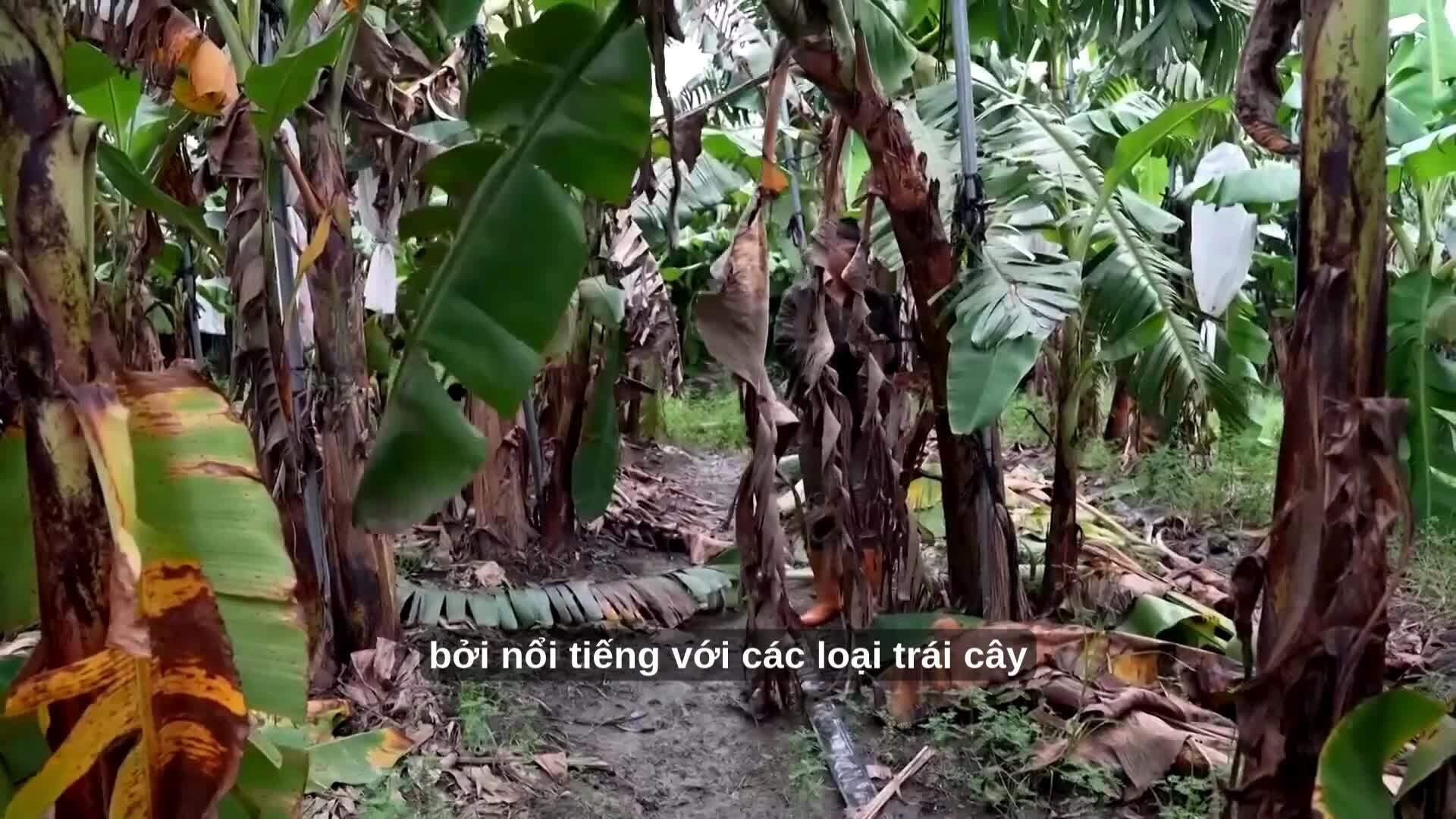 Biến thân cây chuối thành vải bền vững