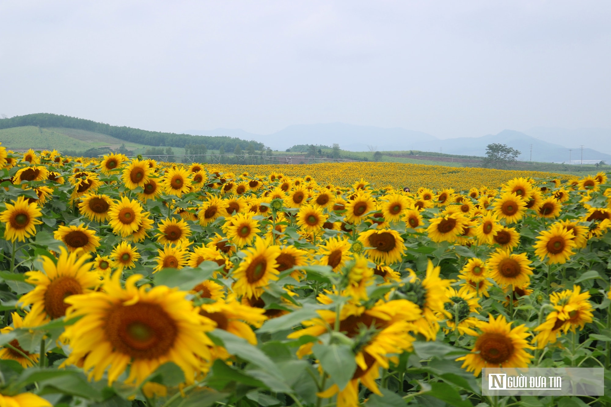 Giới trẻ mê mẩn check – in sống ảo với cánh đồng hoa hướng dương ở xứ Nghệ- Ảnh 2.