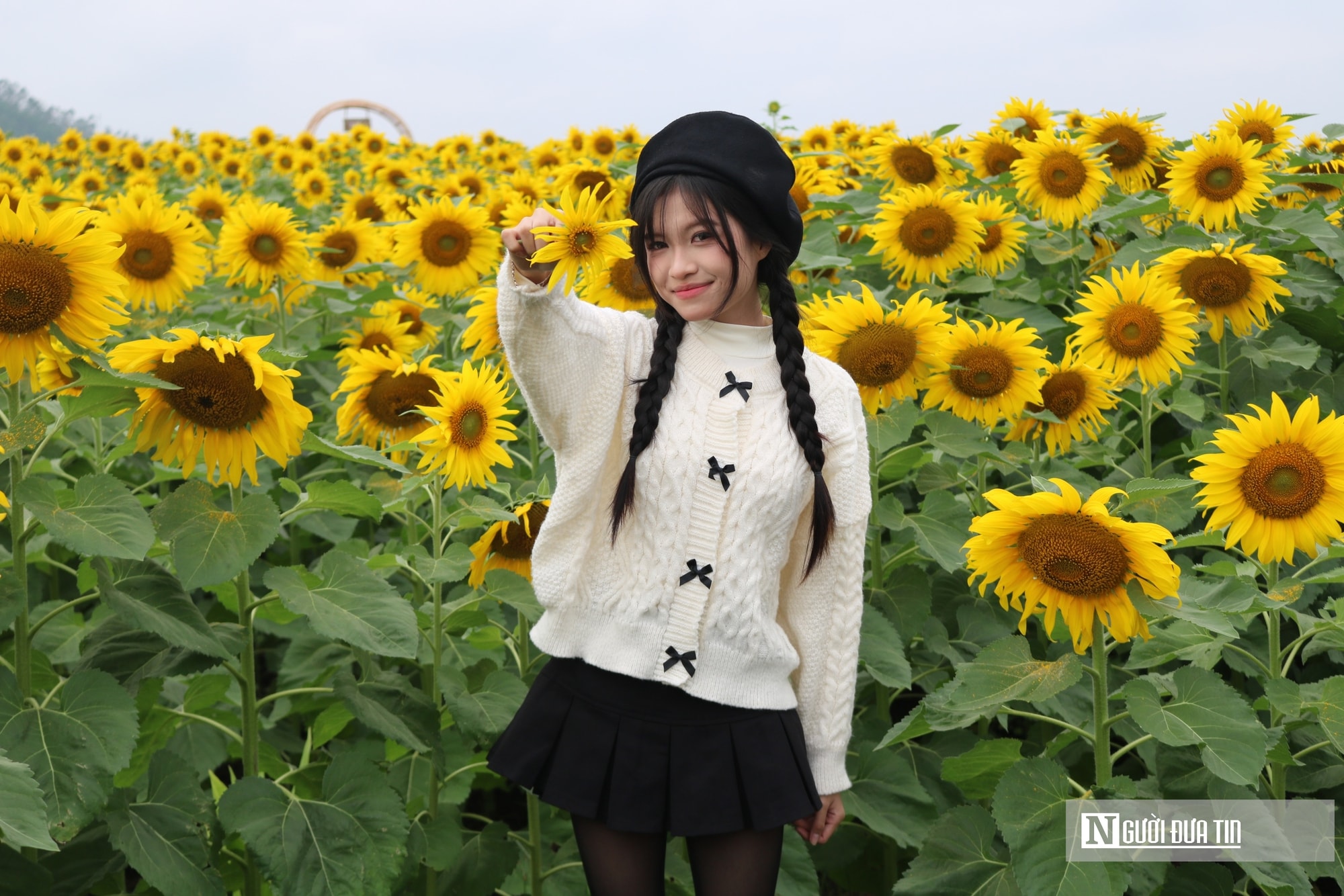 Giới trẻ mê mẩn check – in sống ảo với cánh đồng hoa hướng dương ở xứ Nghệ- Ảnh 4.